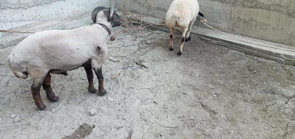 Куйлар сотилади йошлигидан бокилган