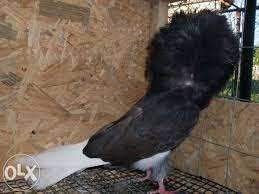 Porumbei Maria Stuart (Gulerati sau Iacobini)