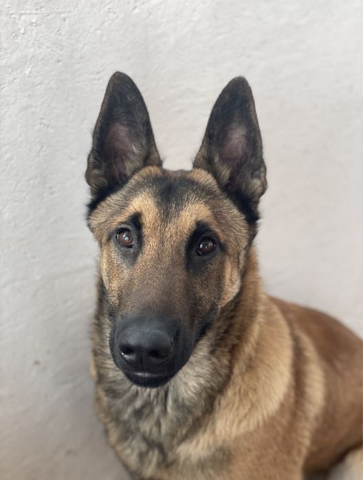 Бельгийская овчарка малинуа