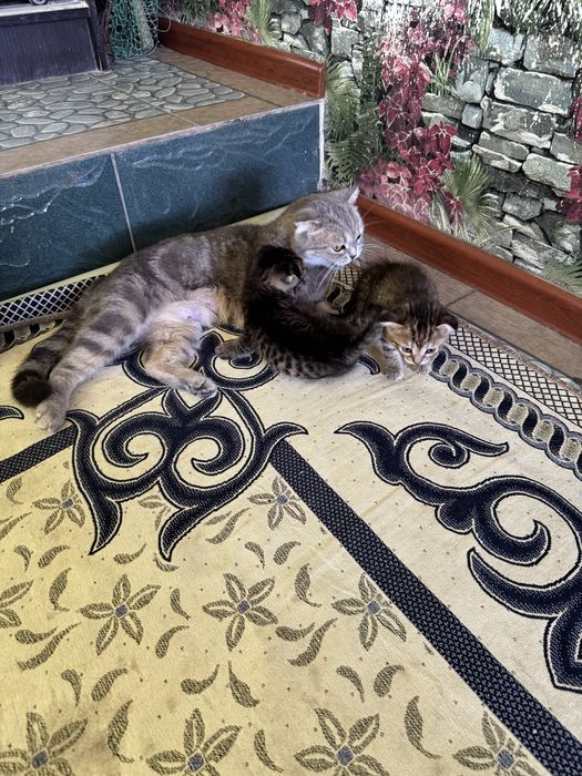Шотландские котята