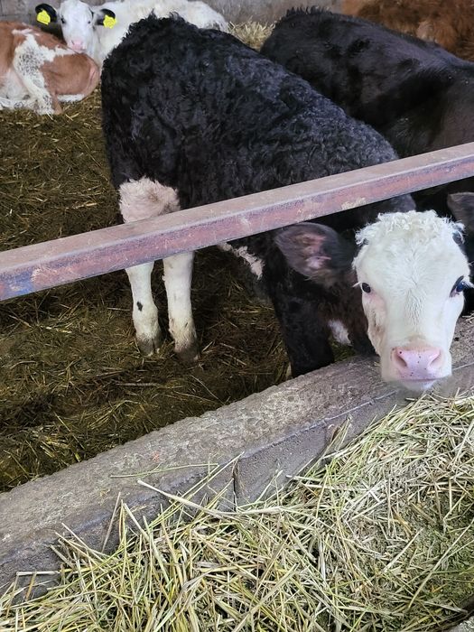 Vitea de carne de vânzare