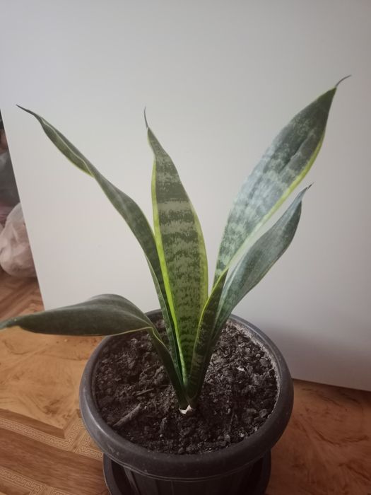 Сансевьерии разных сортов