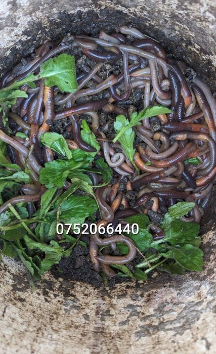 Vand rame groase negre rosii minim 15cm lungime pentru pescuit la somn