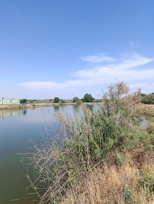 Ташморе, сув буйида 4 гектар