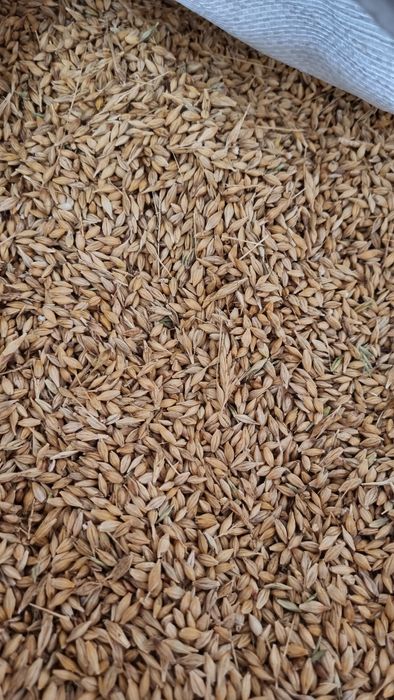 Vând cereale producție 2025