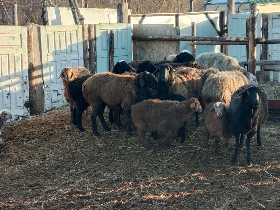 13овец + 6 ягнят доставка