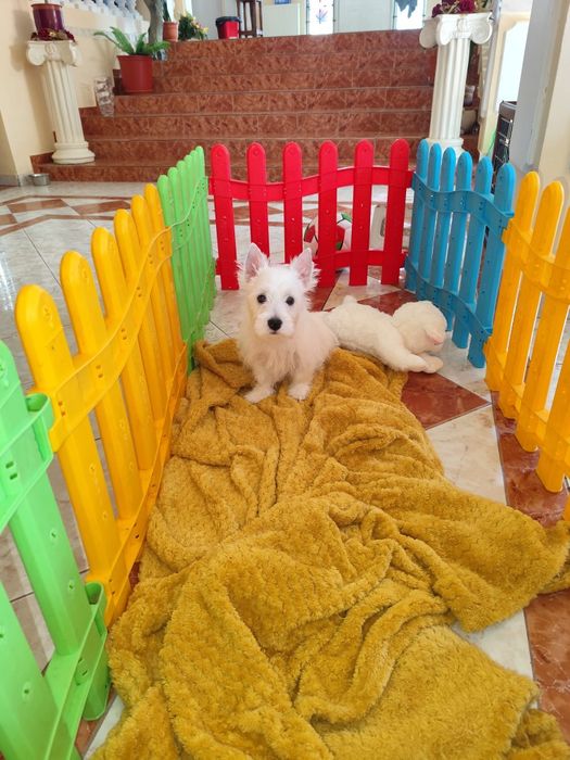 Fetiță West Highland white terrier