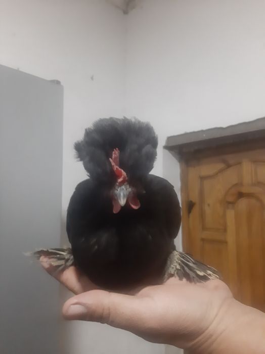 Yapon tovuqni tuxumi