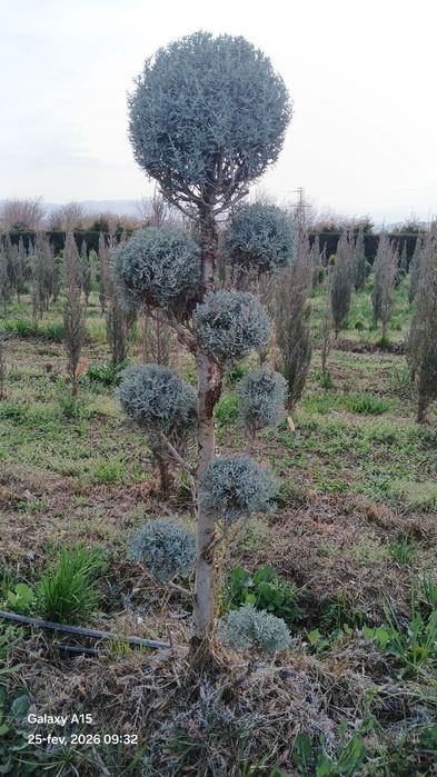 Саженцы деревьев, кустарников, цветы,.Из лучших питомников Узбекистана