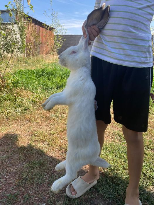 Кояан Гигант парода