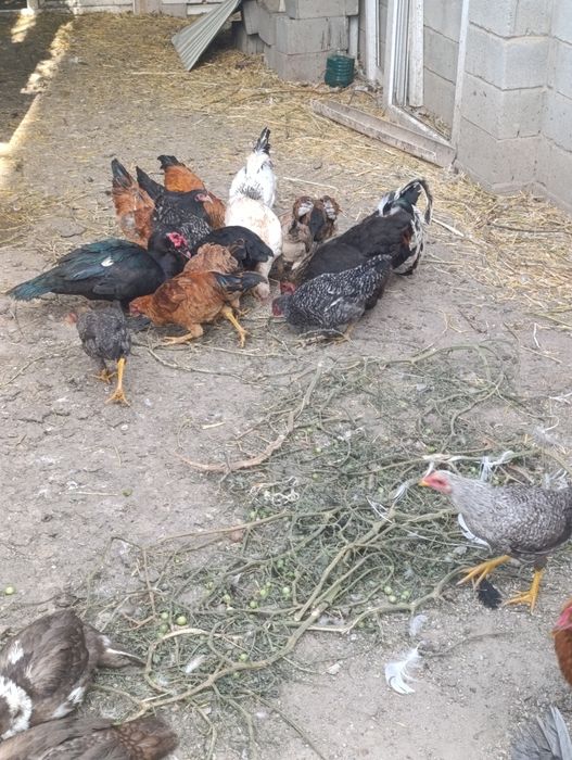 Продам утек и курей розного восвраста