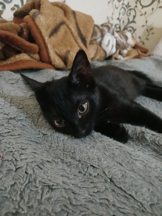 Котёнок черненький