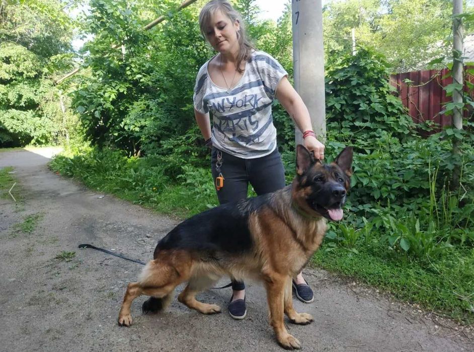 Песик немец чепрак 6лет ищет невесту