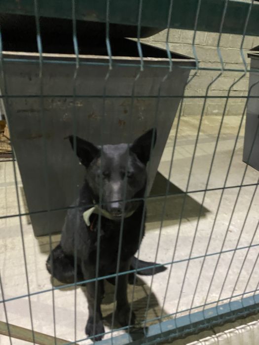 Немецкая овчарка