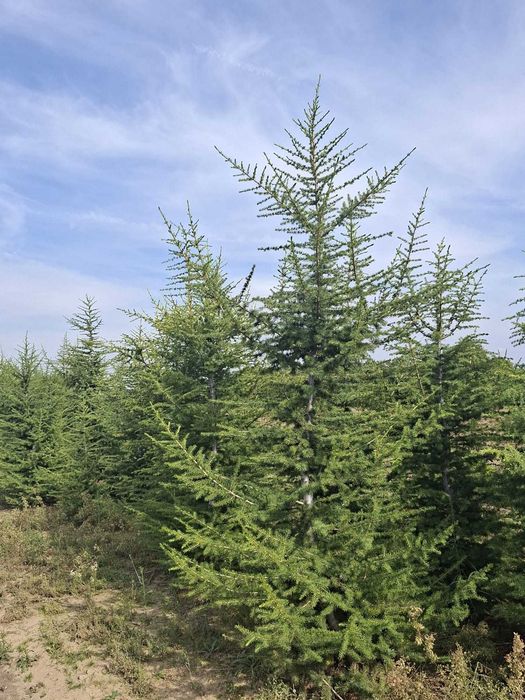 Cedru Verde (Cedrus Libani / Deodara)
