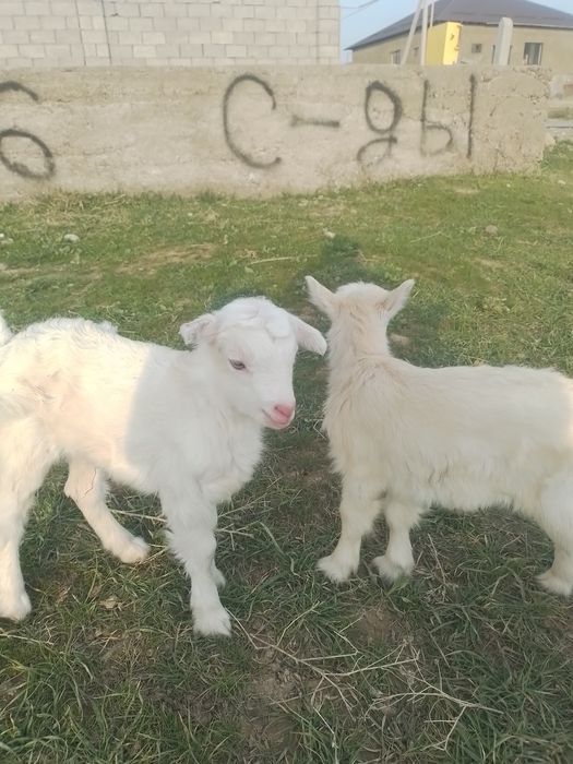 Орыс ешки сатылады