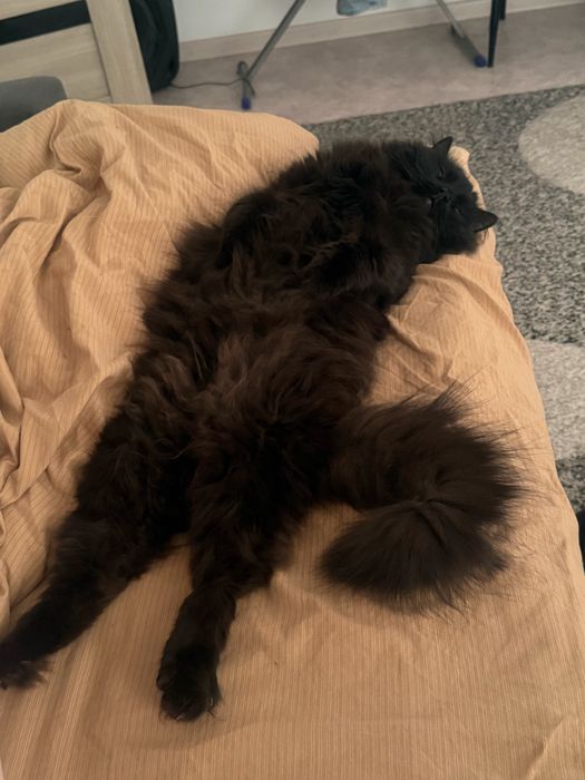 Кота в добрые руки