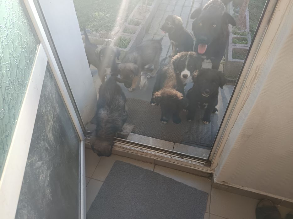 Cateluși ciobanesti adoptie