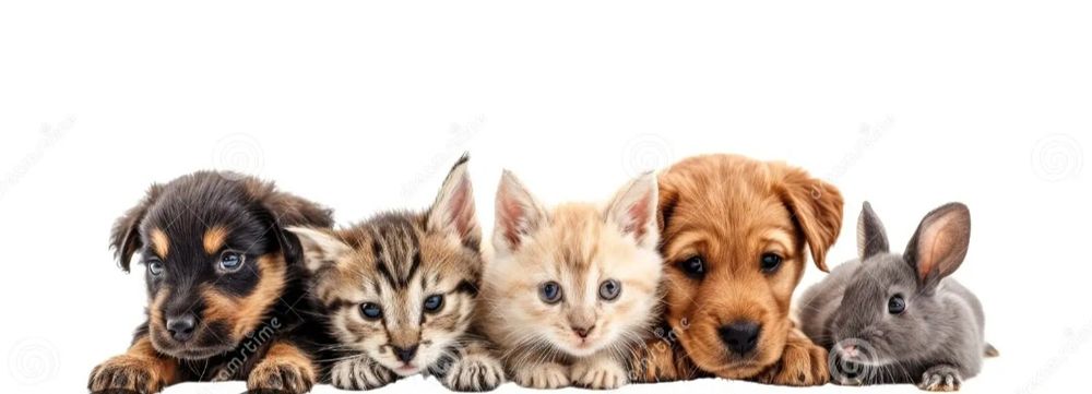 Уход за питомцем