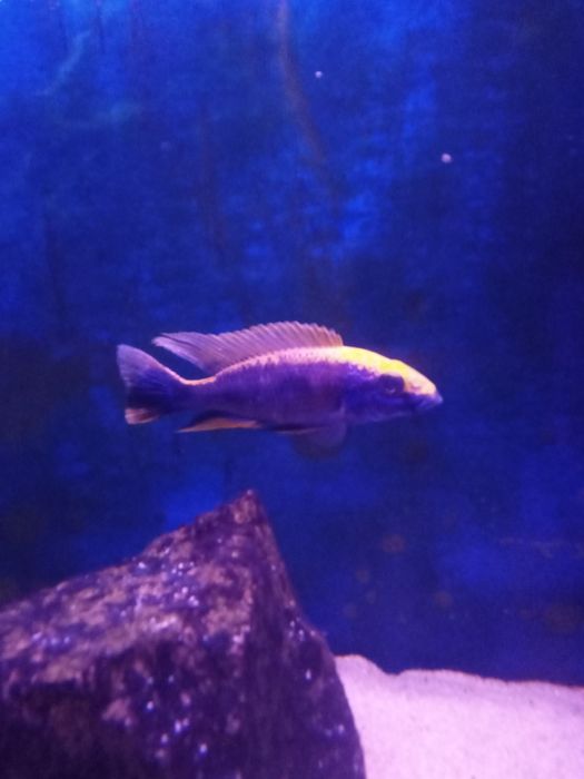 Цихлида Отофаринкс Зимбабве рок