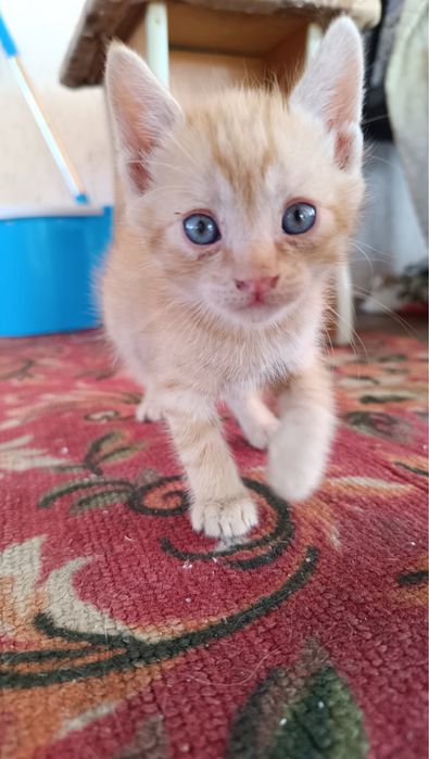 Отдам котят в добрые руки)