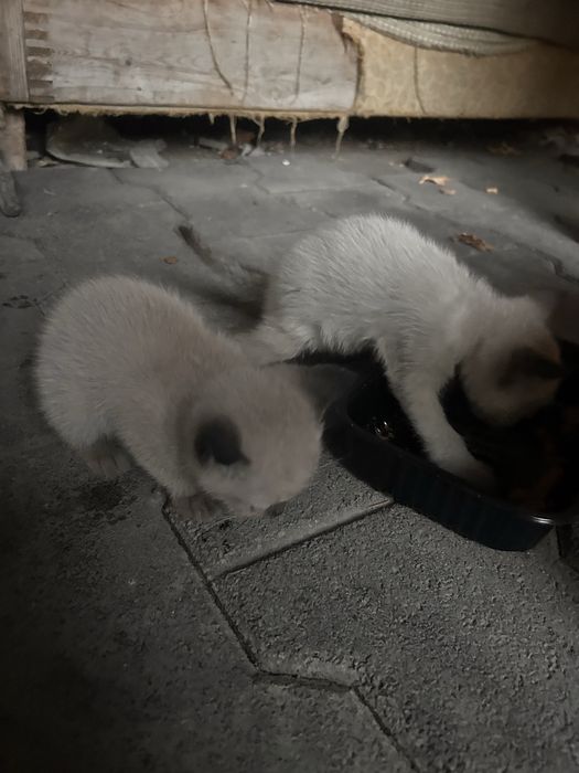 Сиамские котята мальчик и девочка