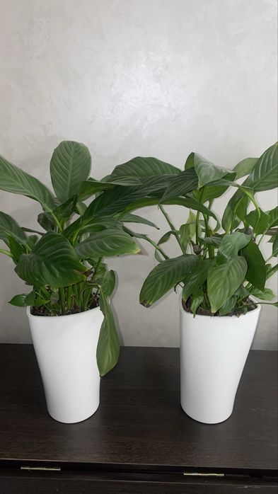 Женское счастье цветы