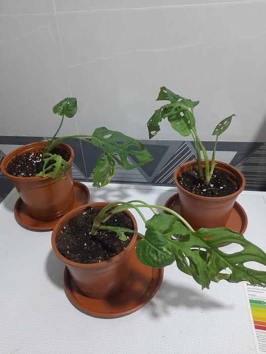 Монстера Monstera Mankey 25 ming so'mdan tarelkalari bilan 
Yunusobod