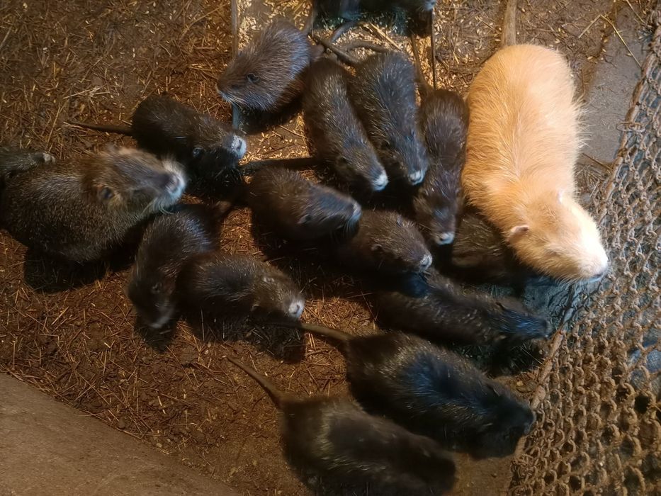 В продаже нутрята