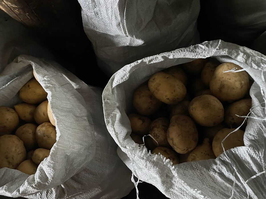 Продаётся картофель