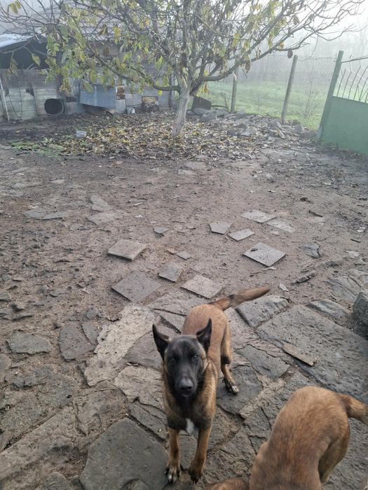 Белгийска овчарка Малиноа