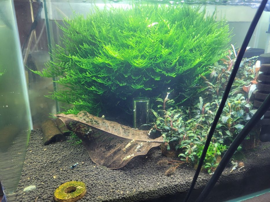 Plante de Acvariu