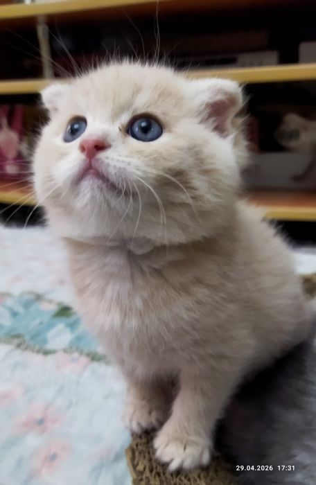 Продаются шотландские котята