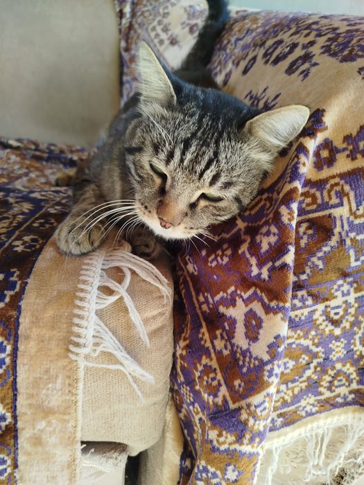 Отдам кастрированного котика