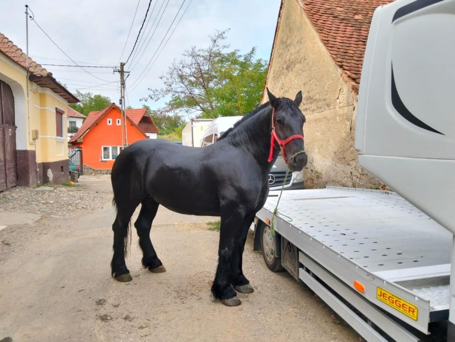 Vând mânză de 3 ani gestanta 3 luni  cu ecograf rasa contoi
Gestanta î