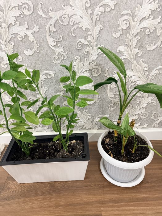 Комнатные растение