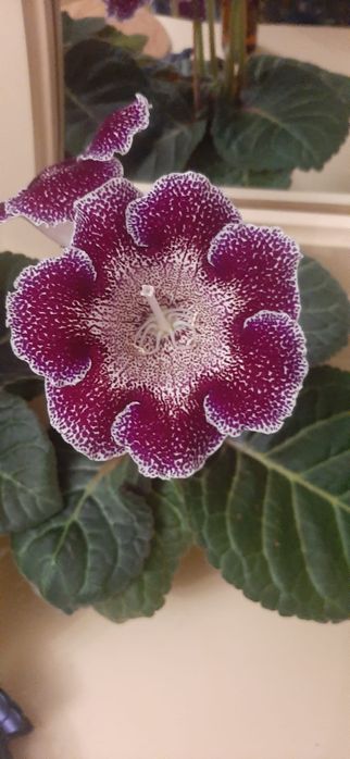 Цветы.     Цветы