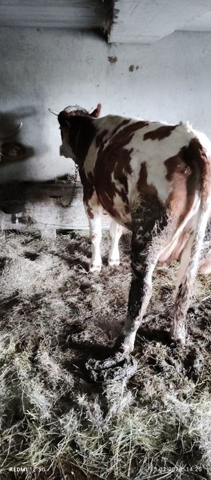 Vând vacă și vițcă