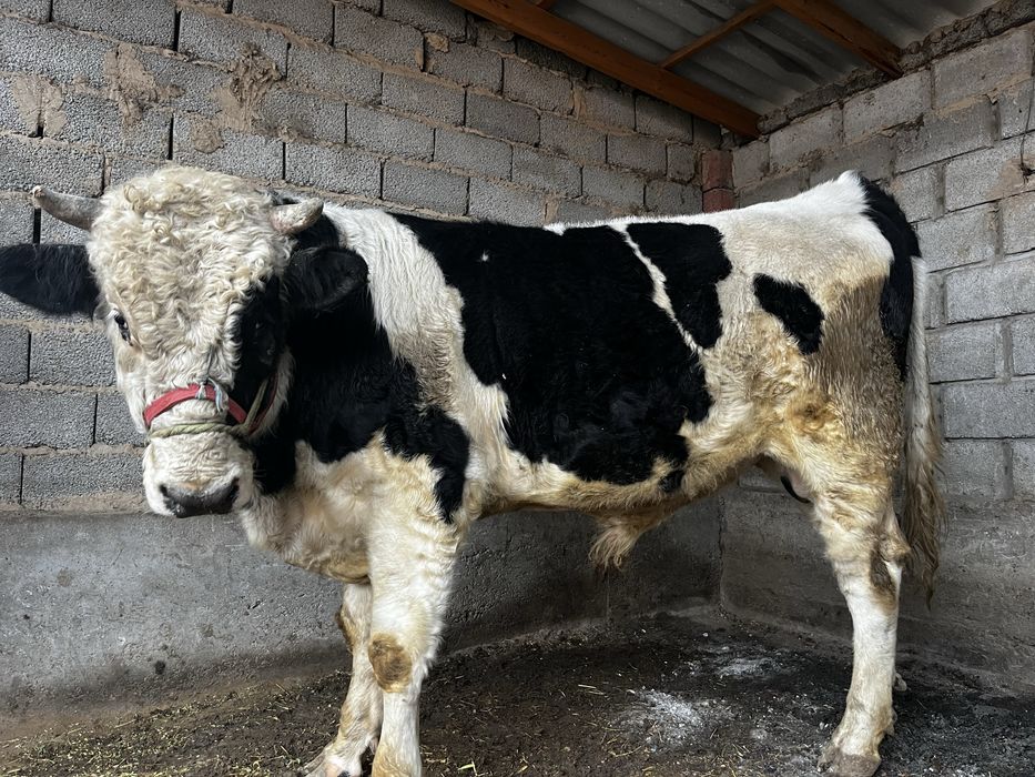 Өгіз бука бұқа огиз