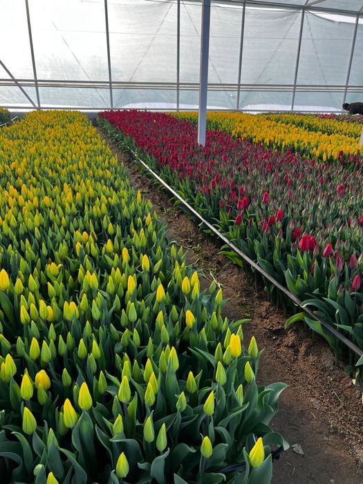 Тюльпаны Астана,доставка бесплатная!