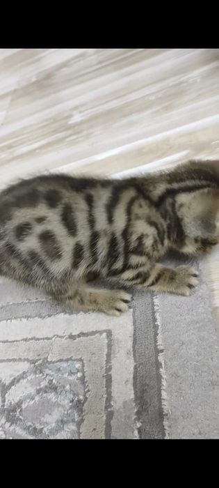 Бенгальские котята