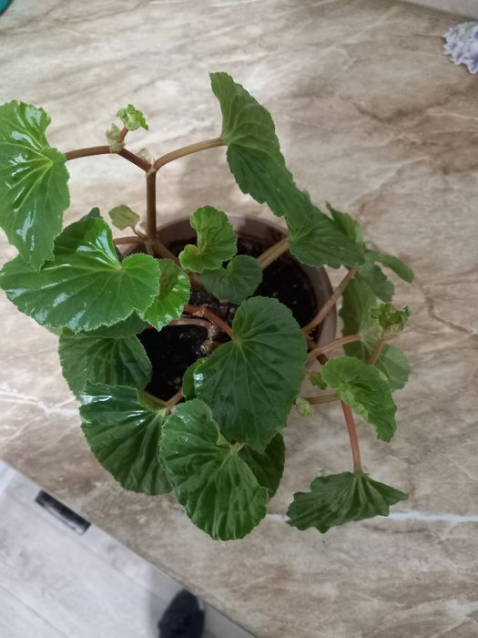 Продам комнатные цветы.