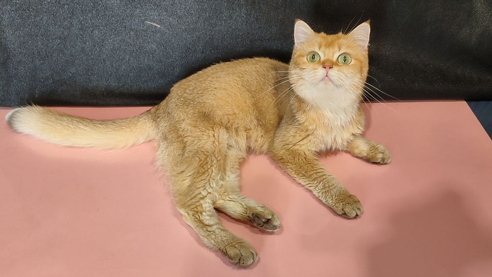 Британка девочка