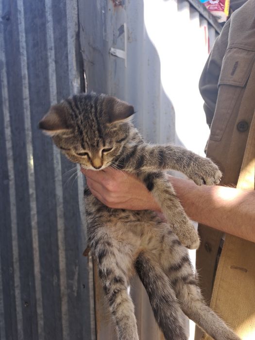 Котёнок в добрые руки