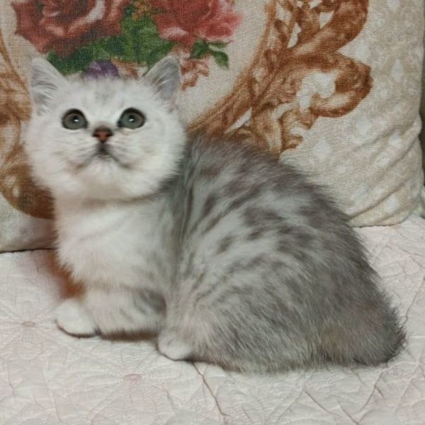 Очаровательная аллиментная девочка скотишстрайт, серебристая табби,