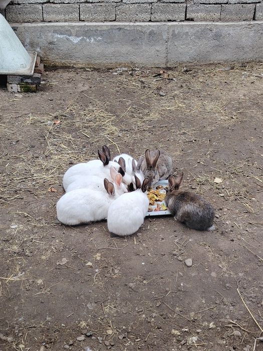 Quyonlar 8 ta 120.000