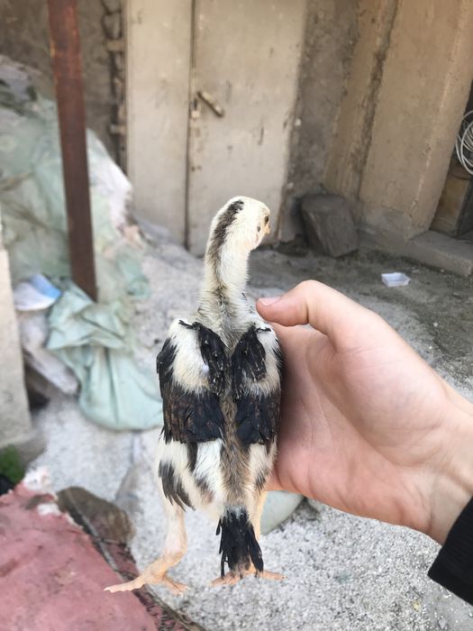 Iphone 11 garantiya 1 yil