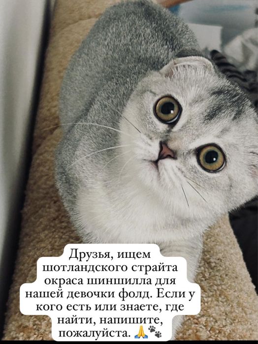 Шишила фолд девочка
