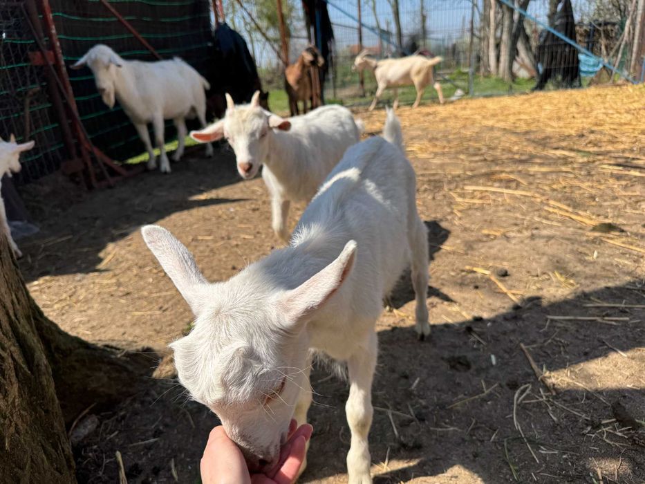 Vand  6 capre rasa Zane si un tap rasa Zane