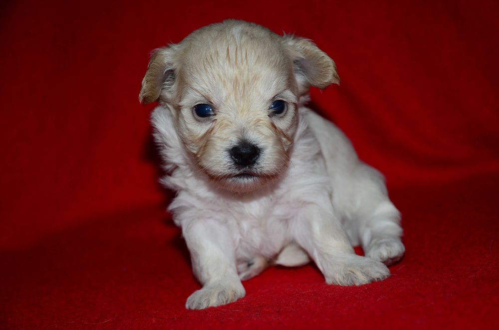Мальтипу мини ! Maltipoo f1